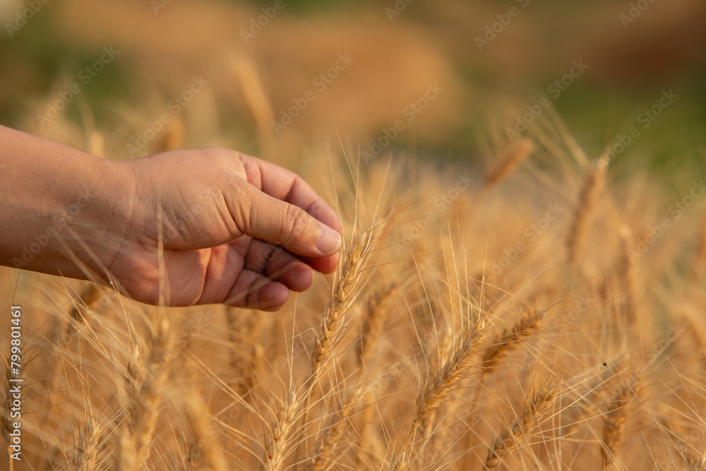 Farmer giving advice on wheat work online on tablet in wheat field Farmer giving advice on wheat work online on tablet in wheat field