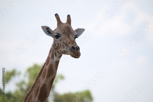 A portrait of the giraffe, isolated © Illia