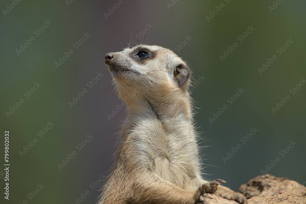 Fototapeta premium A portrait of meerkat (suricate) on the guard duty, isolated