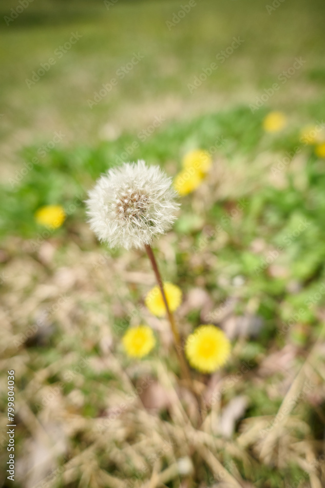 Dandelion amidst city skyscrapers under a clear sky
Dandelion amidst city skyscrapers under a clear sky