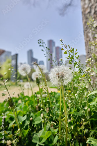 Dandelion amidst city skyscrapers under a clear sky 