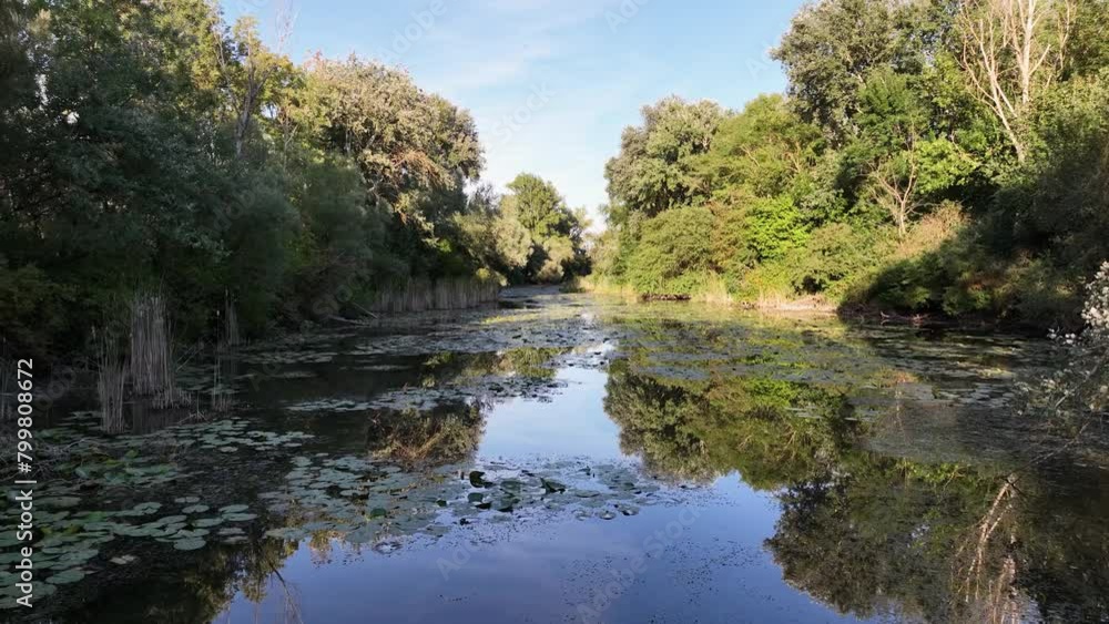 Aerial view of water lily filled swamp river with reed and trees on the side during summer. Flying above water and swamp Aerial view of water lily filled swamp river with reed and trees on the side during summer. Flying above water and swamp