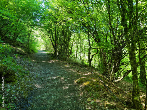 tunnel through green trees in spirng in ioannina perfecture iliochori village path to waterfalls greee