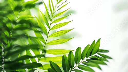 macro photography of lush green foliage on isolated background