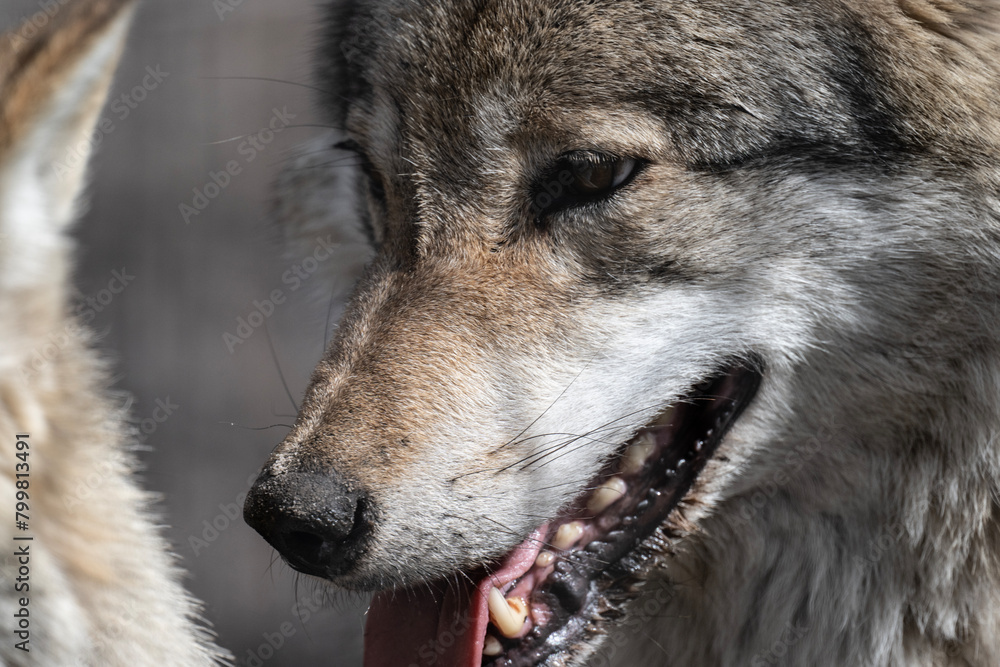 Obraz premium gray wolf close-up in natural conditions on a spring day