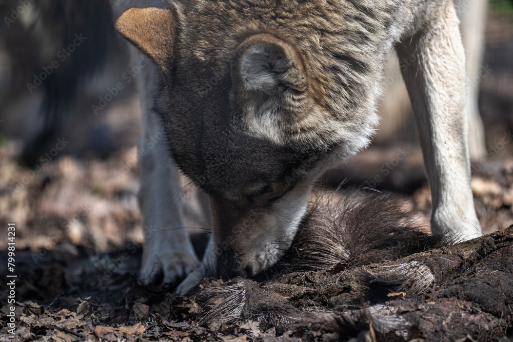 Obraz premium gray wolf close-up in natural conditions on a spring day