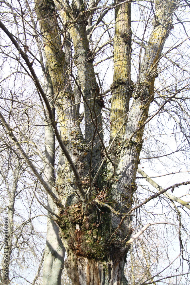 Fototapeta premium otoño