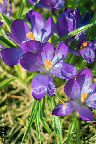 Spring bloom of perennial bulbous lilac crocus on a flower bed.