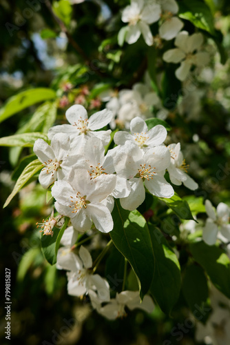 White blossoms adorn green branches under a clear blue sky