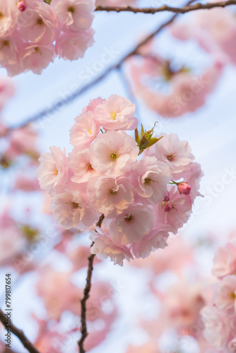 Ichiyou Sakura on Adachi Street photo