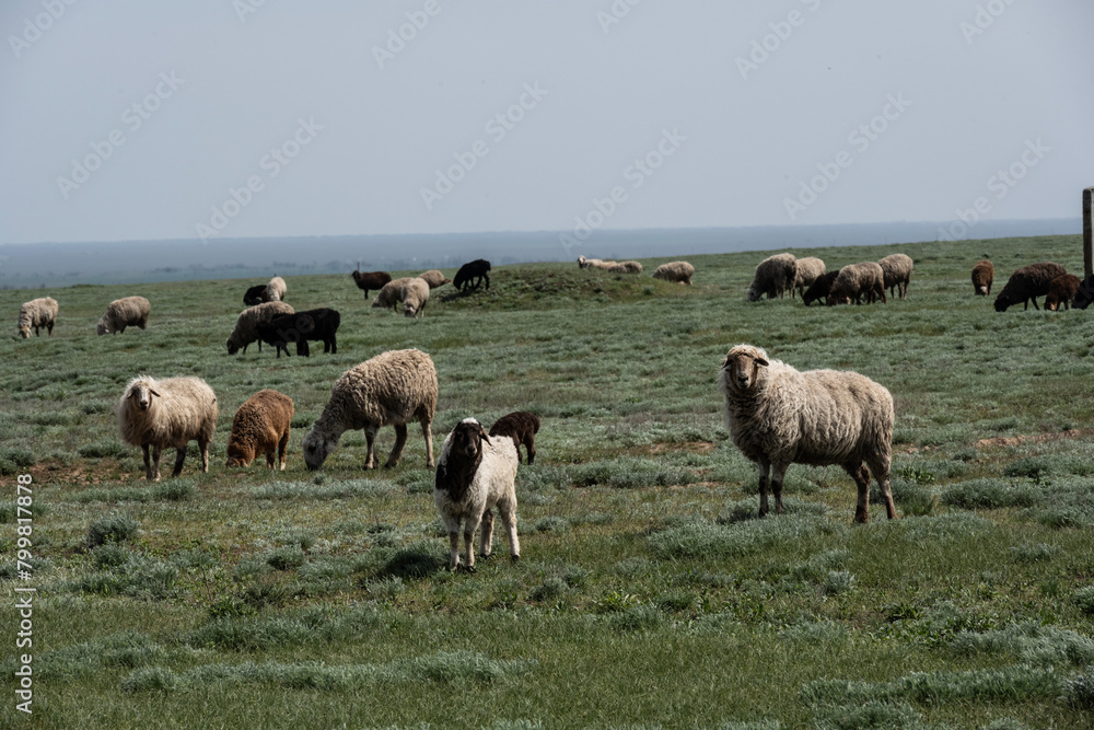 sheep with young animals on green meadows in natural conditions on a spring day