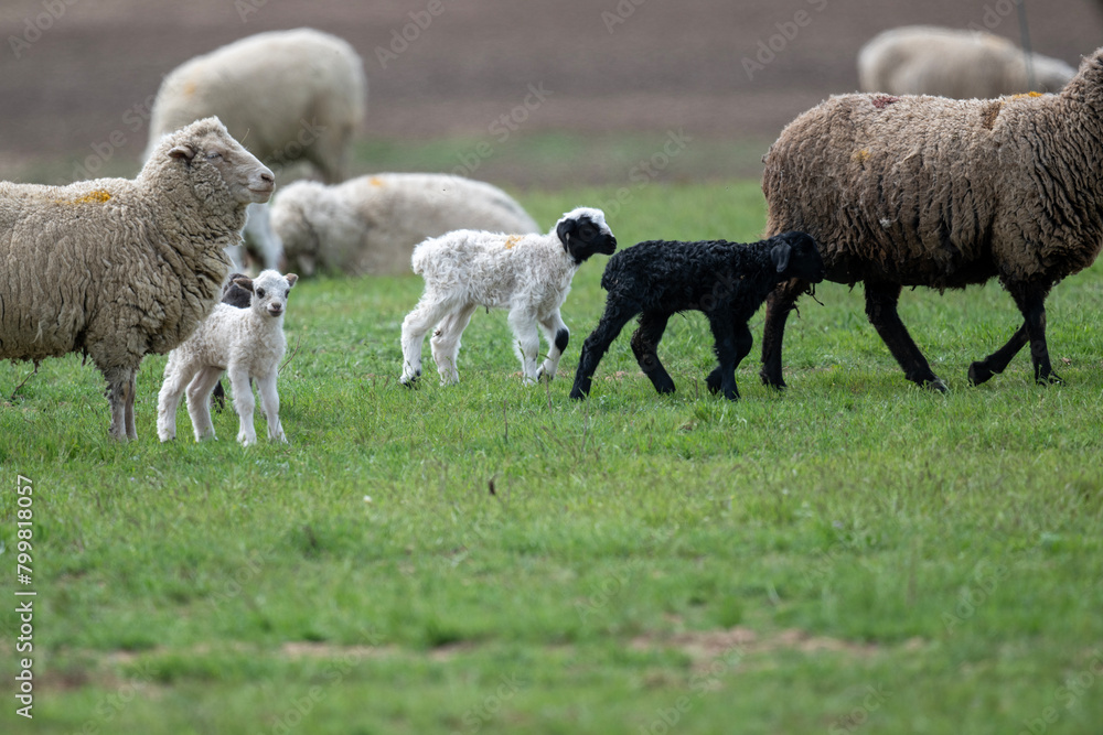 Fototapeta premium sheep with young animals on green meadows in natural conditions on a spring day