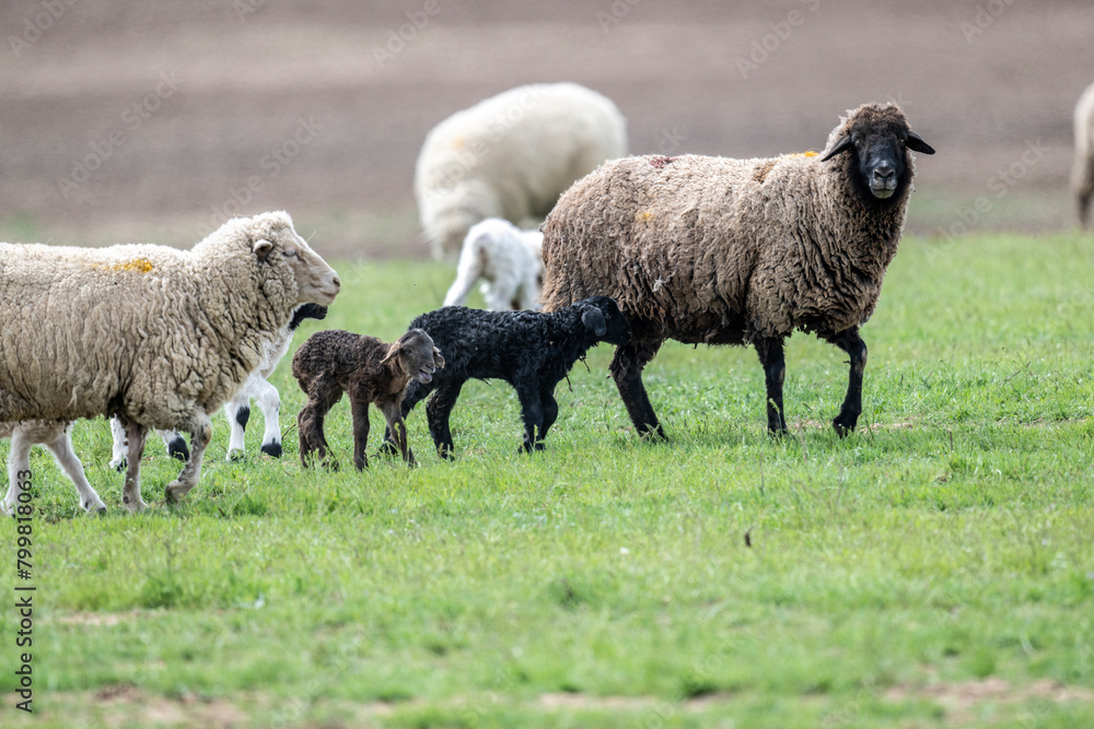 sheep with young animals on green meadows in natural conditions on a spring day sheep with young animals on green meadows in natural conditions on a spring day