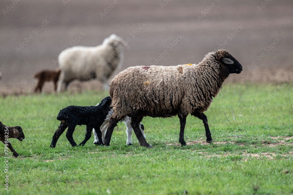 sheep with young animals on green meadows in natural conditions on a spring day sheep with young animals on green meadows in natural conditions on a spring day