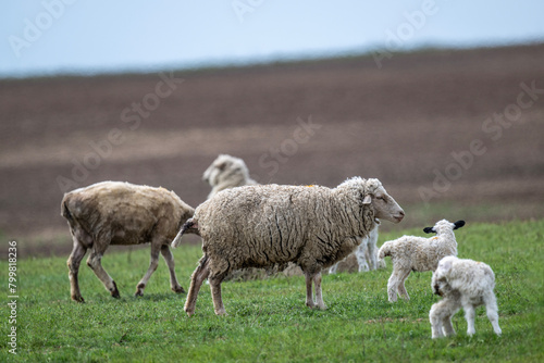 sheep with young animals on green meadows in natural conditions on a spring day
