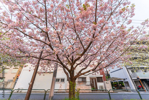 Ichiyou Sakura on Adachi Street © Kha