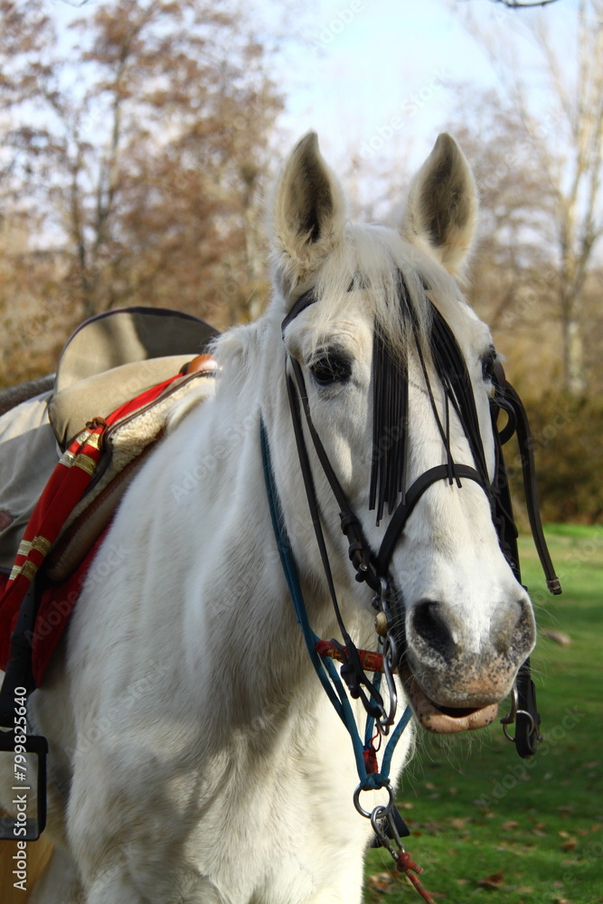 caballo caballo