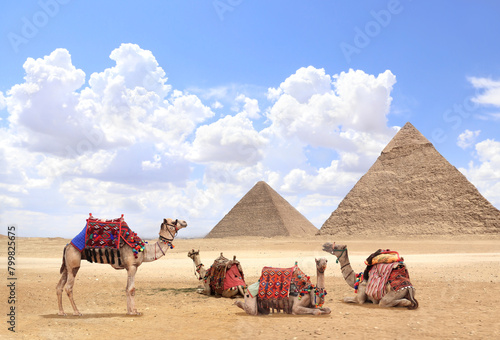 Camels in a colorful horse-clothes resting on the sand near to pyramids  Giza  Cairo  Egypt. Famous Great Pyramids of Chephren and Cheops  Giza pyramid complex  Giza Necropolis 