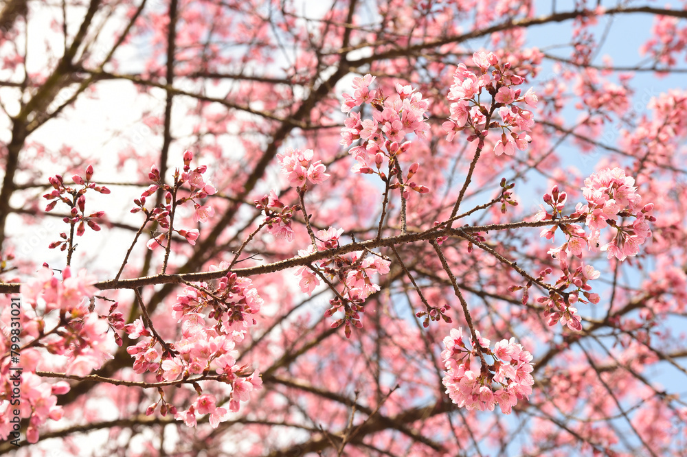 Phaya suae flower or sakura flower in Thailand Phaya suae flower or sakura flower in Thailand