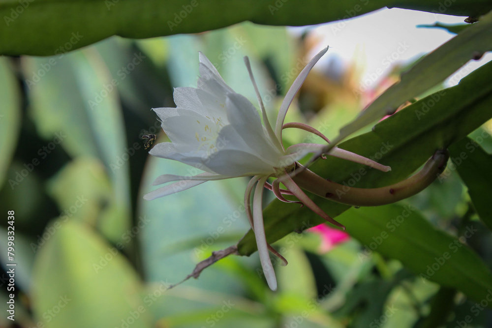 Obraz premium selective focus of a small bee trying to suck the nectar of the white wijaya kusuma or fishbone cactus or ric rac orchid cactus or Epiphyllum anguliger flowers in the garden outside the house