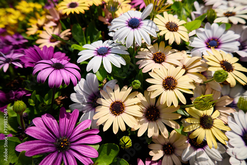 Vibrant daisies in full bloom with contrasting centers