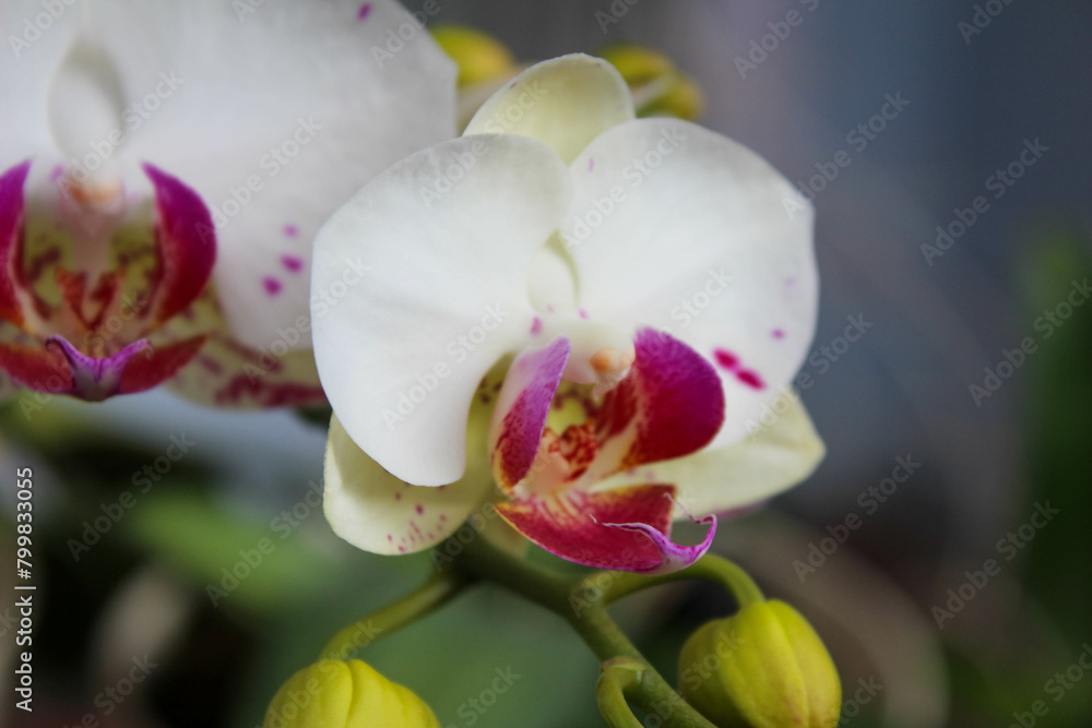 Close up selected focus of beautiful white moon orchid or white orchid or Phalaenopsis amabilis or Phalaenopsis orchid with blurred background in the outdoor garden Close up selected focus of beautiful white moon orchid or white orchid or Phalaenopsis amabilis or Phalaenopsis orchid with blurred background in the outdoor garden
