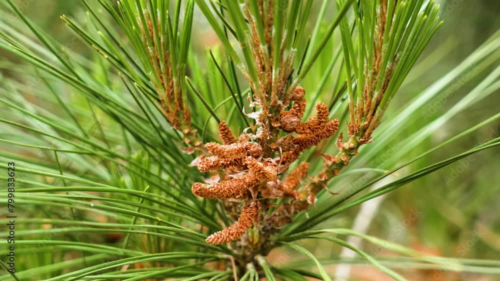 Young male reproductive pine inflorescences. Flowering pinus cones with lush pine green needles