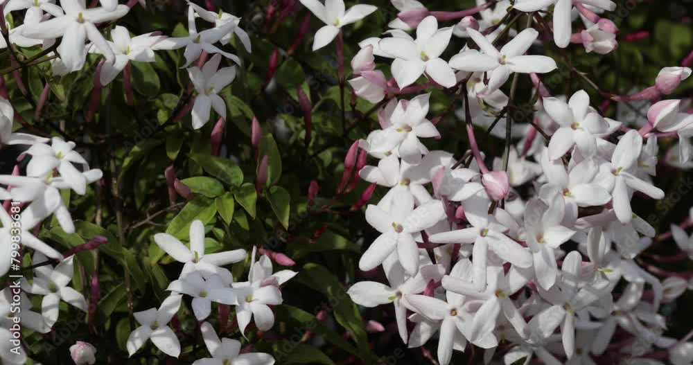 茉莉花 Images – Browse 70 Stock Photos, Vectors, and Video | Adobe