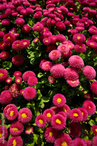 Pink Blooms - A vibrant field of pink flowers under bright sunlight