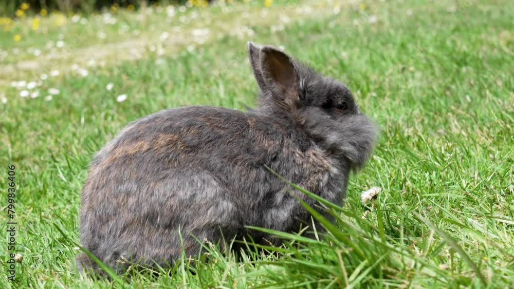 Rabbit eating green fresh grass on meadow. Lovely furry grey bunny on a field with white and yellow spring flowers Rabbit eating green fresh grass on meadow. Lovely furry grey bunny on a field with white and yellow spring flowers