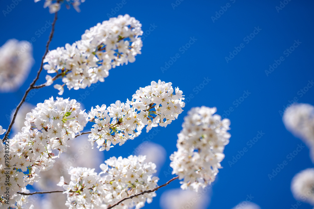 Spring day. Spring nature. Branches of blossoming cherry with soft focus on light blue sky background in sunlight. Beautiful floral image of spring nature. White flowers the fruit tree. Spring day. Spring nature. Branches of blossoming cherry with soft focus on light blue sky background in sunlight. Beautiful floral image of spring nature. White flowers the fruit tree.