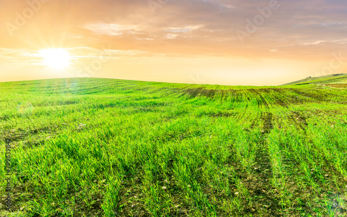 beautiful spring sunset in a green young field in a countryside farmland with salad grass covering hills and beautiful evening cloudy sky