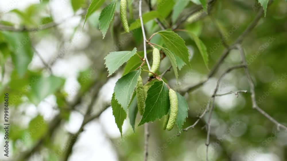 Green birch tree branch with spring catkins and lush green leaves. Pollen allergy concept. Selective focus Green birch tree branch with spring catkins and lush green leaves. Pollen allergy concept. Selective focus