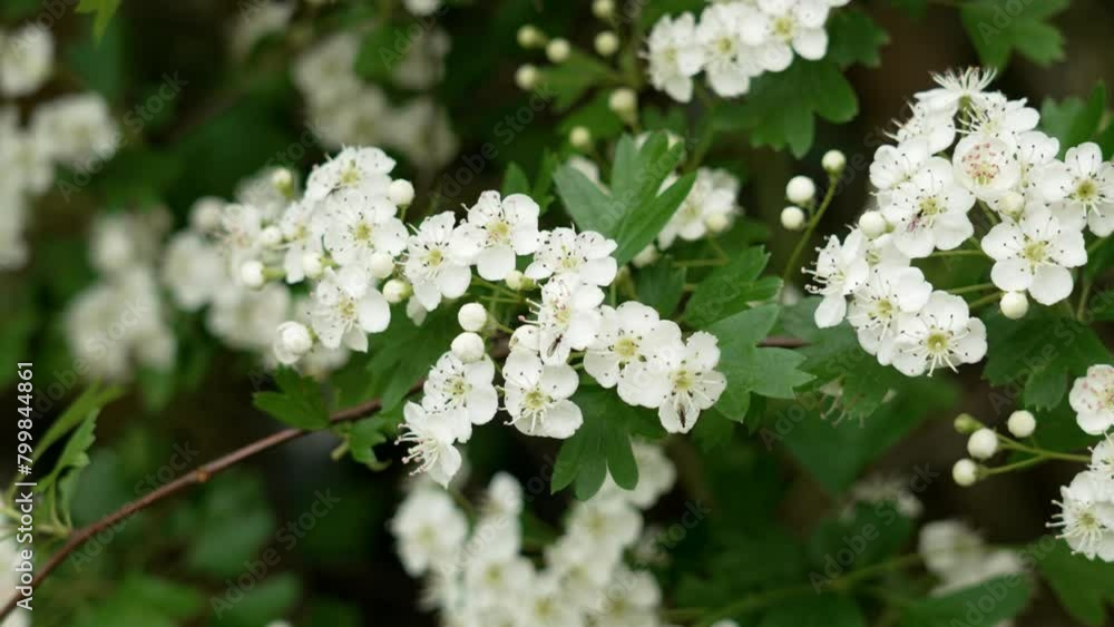 Blooming hawthorn tree branch with white flowers and buds with bright green foliage swaying in the wind in spring Blooming hawthorn tree branch with white flowers and buds with bright green foliage swaying in the wind in spring