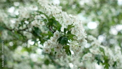 White flowers of bloomy hawthorn on a spring garden tree branch. Crataegus monogyna twig close up. Ecology concept photo