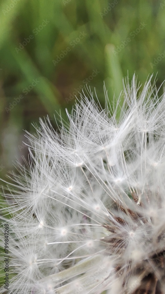 Obraz premium dandelion seed head