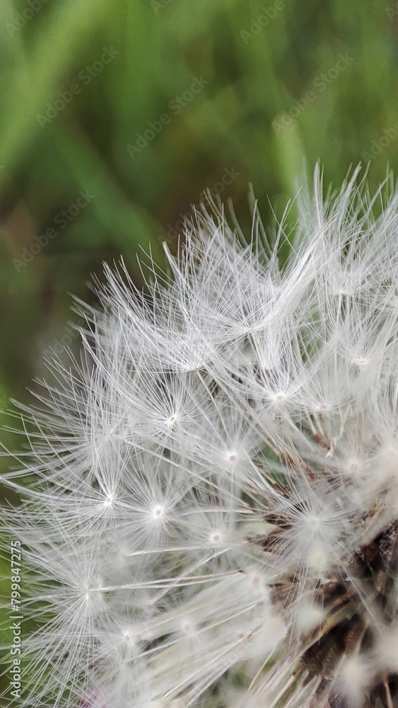Fototapeta premium dandelion seed head