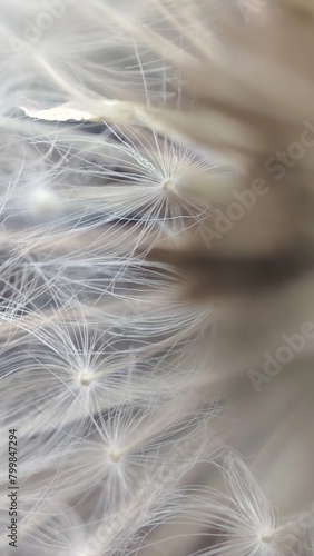 dandelion seed background