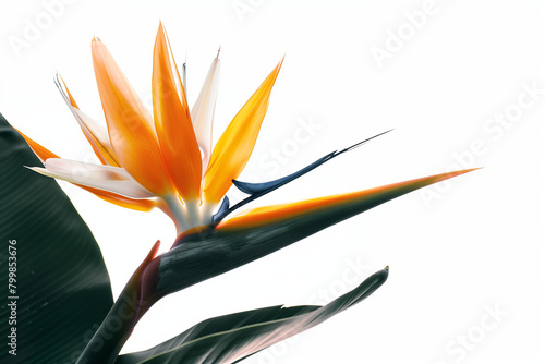 stunning close-up shot of the rare and endangered Strelitzia birds of paradise plant and its exquisite flower in perfect focus against a clean white background, showcasing the intr