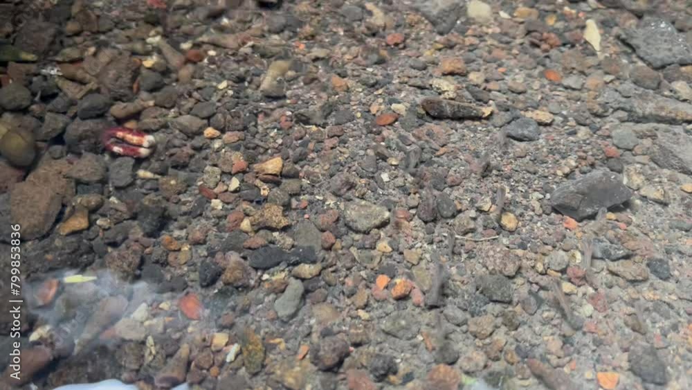 Small fish habitat in ditches that have clear water Small fish habitat in ditches that have clear water