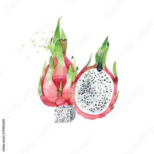 Hand Drawn Watercolor pitaya Fruit. Vector illustration.