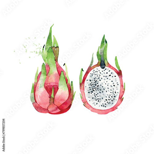 Hand Drawn Watercolor pitaya Fruit. Vector illustration.