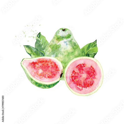 Hand Drawn Watercolor guava Fruit. Vector illustration.