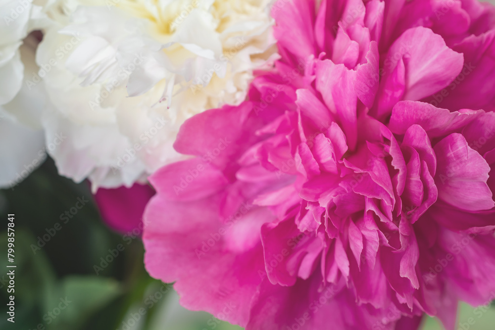 Fototapeta premium close-up photo of flowers white and pink peonies 