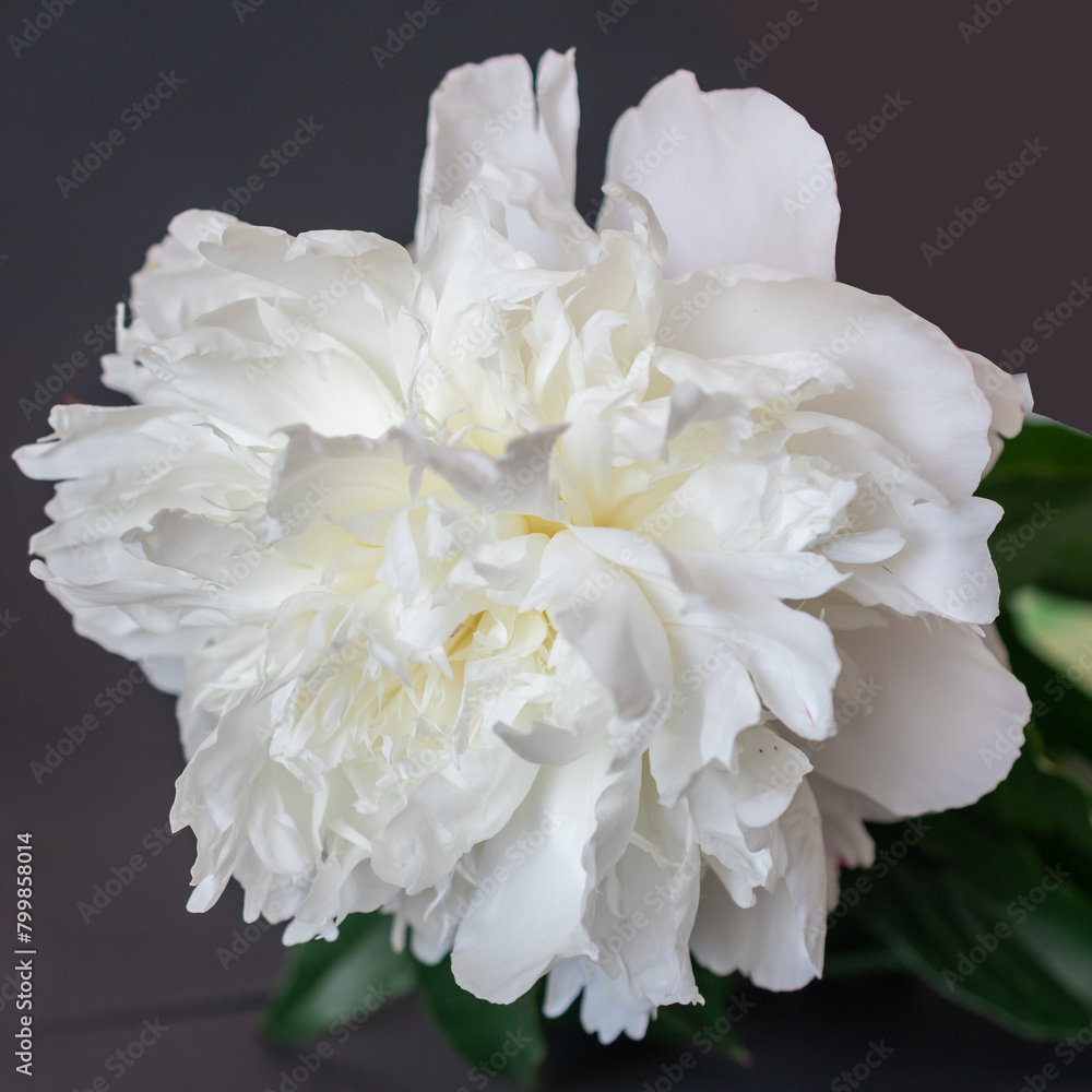 close-up photo of flowers white and pink peonies close-up photo of flowers white and pink peonies