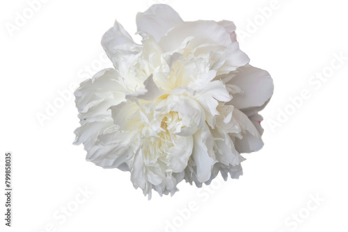 Fototapeta Naklejka Na Ścianę i Meble -  close-up photo of flowers white and pink peonies