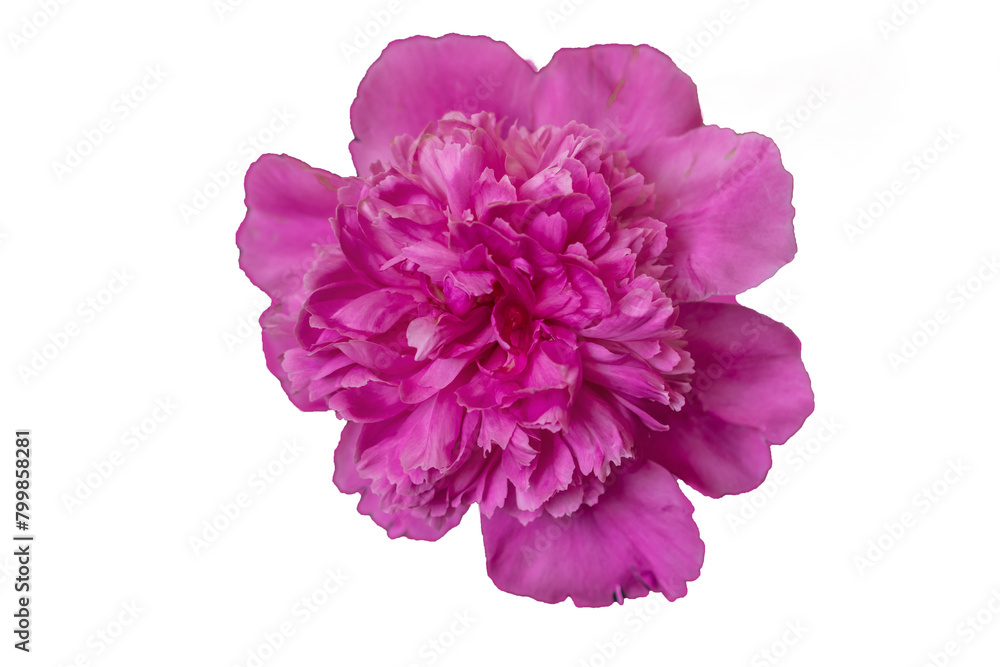 close-up photo of flowers white and pink peonies close-up photo of flowers white and pink peonies