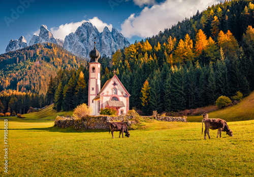 Cows on the pasture in the field with Chiesetta di San Giovanni in Ranui church. Sunny autumn scene of Geisler or Odle Dolomites Group. Colorful morning view of Dolomite Alps, Italy, Europe.