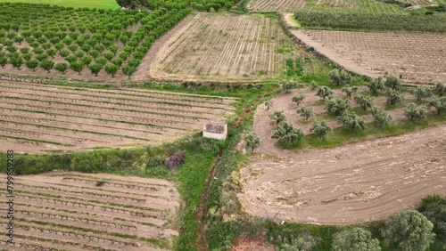 Aerial view of olive trees and vineyards. Campo de Borja. Province of Zaragoza photo