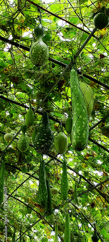 tunnel breeding house of calabash bottle gourd organic green farm